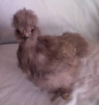 7 blue silkie hatching eggs w/free shipping in usa 