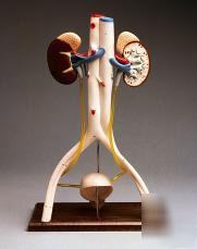 Urinary system hands-on model lfa #2708*