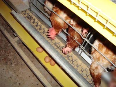 Egg laying hen chicken cage system