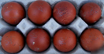 10 + 2 french black copper marans** eggs for hatching**