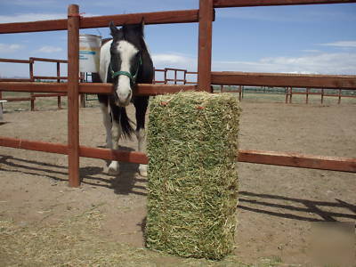 Colorado alfalfa / alfalfa grass mix