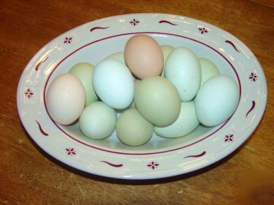 Ameraucana chicken hatching eggs ~rainbow eggs~ 20+