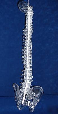 New spine,clear- occiput to sacrum acrylic lfa #2352 