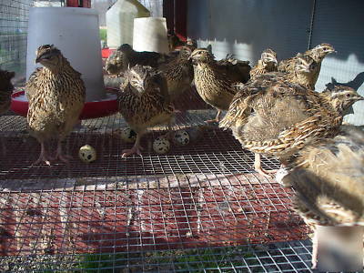20 jumbo cortunix quail eggs for hatching