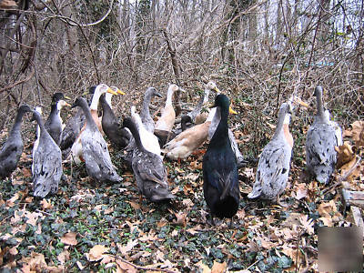 6 indian runner duck eggs (fertile purebred hatching)