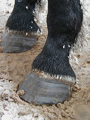Horse vital signs vet emergency hoof health care cd 