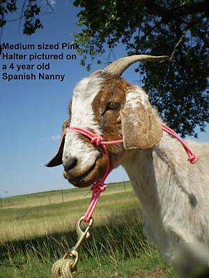 Rope halter for sheep goat llama - pick size & color 