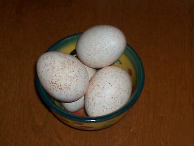12 turkey hatching eggs