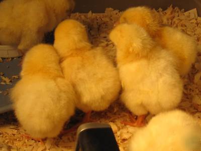 12+ light sussex chicken hatching eggs