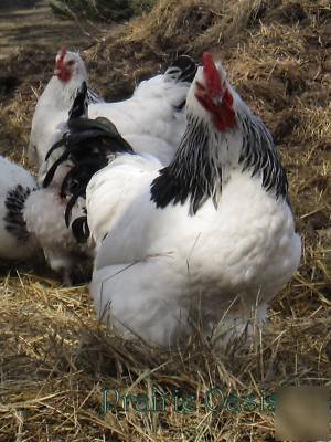 12+ light sussex chicken hatching eggs