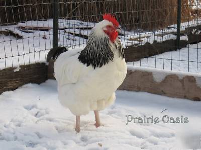 12+ light sussex chicken hatching eggs