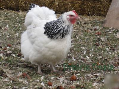 12+ light sussex chicken hatching eggs