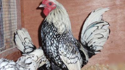 8+ silver sebright hatching eggs ~npip flock