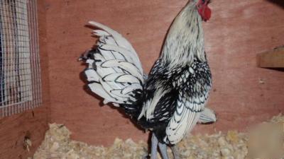 8+ silver sebright hatching eggs ~npip flock
