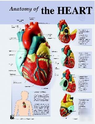 Giant heart human anatomy poster/chart, 2 sizes 