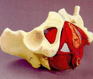 Female pelvis w pelvic floor lfa #2806 ob-gyn maternal*