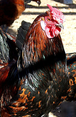Golden spangled hamburg chicken hatching eggs 10+ 