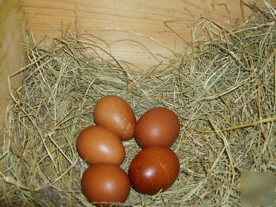 18 blue marans fertile hatching eggs