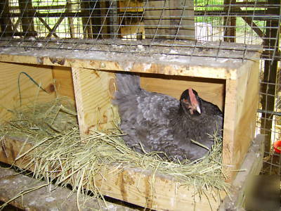 18 blue marans fertile hatching eggs