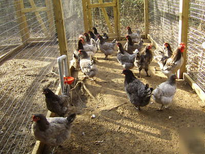 18 blue marans fertile hatching eggs