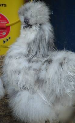 6 splash w/ lav.genes silkie eggs