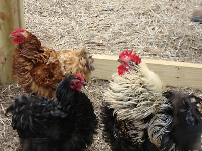 6+ frizzle cochin chicken hatching eggs