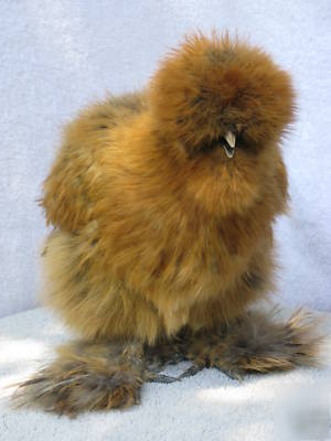  ***6+ silkie hatching eggs- excellent sq stock***
