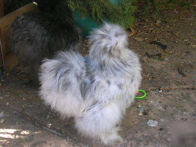  ***6+ silkie hatching eggs- excellent sq stock***