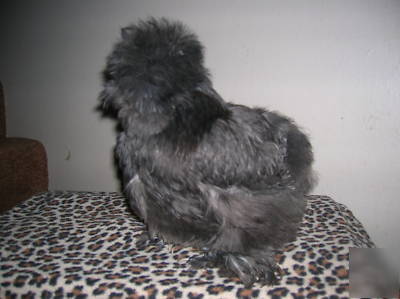  ***6+ silkie hatching eggs- excellent sq stock***