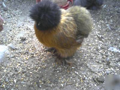  ***6+ silkie hatching eggs- excellent sq stock***