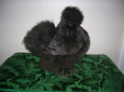  ***6+ silkie hatching eggs- excellent sq stock***