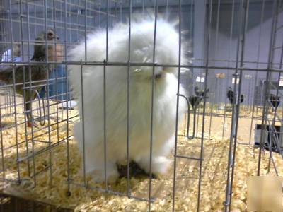  ***6+ silkie hatching eggs- excellent sq stock***