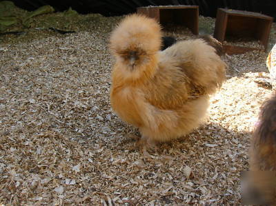  ***6+ silkie hatching eggs- excellent sq stock***
