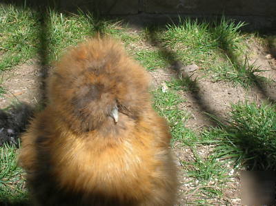  ***6+ silkie hatching eggs- excellent sq stock***