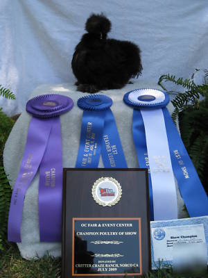  ***6+ silkie hatching eggs- excellent sq stock***