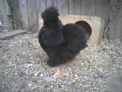  ***6+ silkie hatching eggs- excellent sq stock***