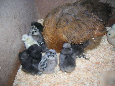  ***6+ silkie hatching eggs- excellent sq stock***