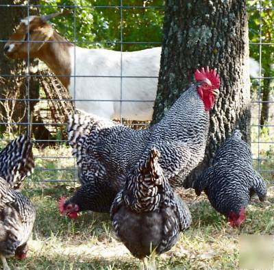 10+ barred rock hatching eggs for incubator-great layer