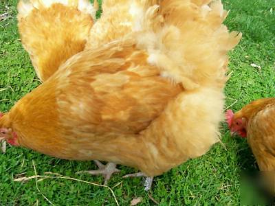 (10) buff orphington chicken hatching incubator eggs