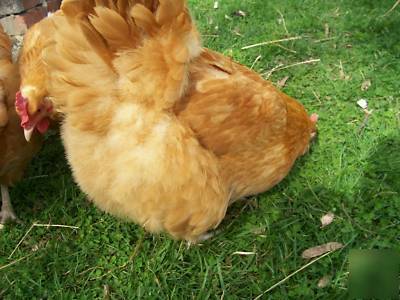(10) buff orphington chicken hatching incubator eggs