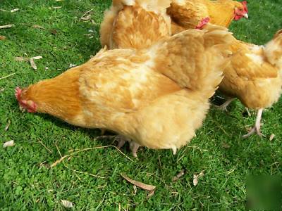 (10) buff orphington chicken hatching incubator eggs