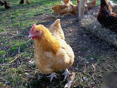 (10) buff orphington chicken hatching incubator eggs