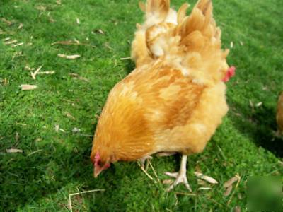 (10) buff orphington chicken hatching incubator eggs