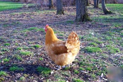 (10) buff orphington chicken hatching incubator eggs