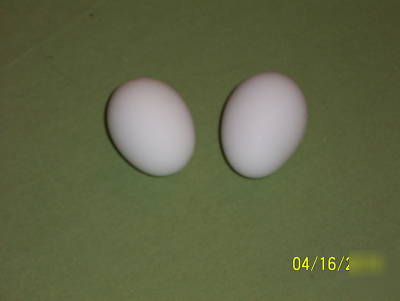  12+ brown leghorn fertile hatching eggs 4 incubation 