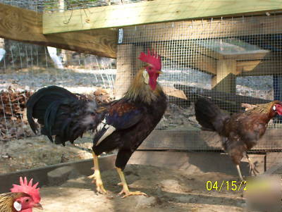  12+ brown leghorn fertile hatching eggs 4 incubation 