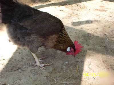  12+ brown leghorn fertile hatching eggs 4 incubation 