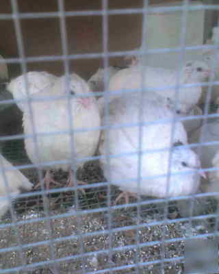 50 + 10 texas a & m quail hatching eggs large stock