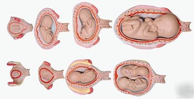 New pregnant fetus foetus development childbirth model 