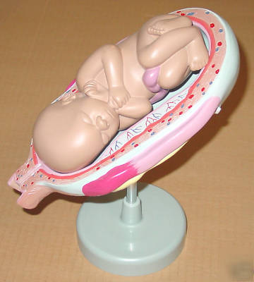 New pregnant fetus foetus development childbirth model 